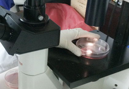 細胞の培養状態